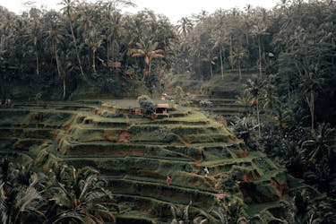 Bali Highlands Private Tour with Batukaru Temple